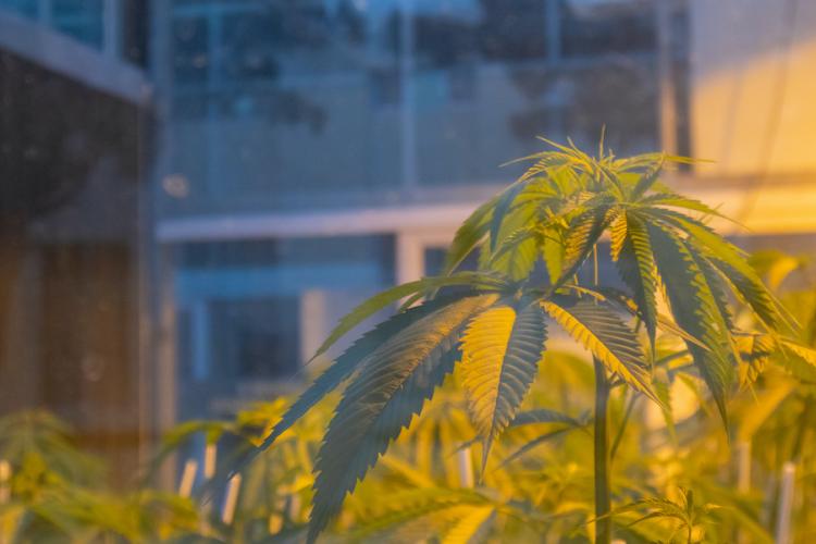 Hps与led在室内大麻培养中当前的 万博体育官网manbet Hps与led在室内大麻培养中当前的 万博体育官网manbet
